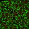 Keratin 8 antibody, GTX34666, GeneTex, Immunocytochemistry image 