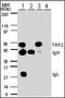 Telomeric Repeat Binding Factor 2 antibody, orb95293, Biorbyt, Western Blot image 