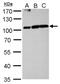 Aconitase 1 antibody, PA5-77845, Invitrogen Antibodies, Western Blot image 