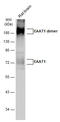 Solute Carrier Family 1 Member 3 antibody, GTX131623, GeneTex, Western Blot image 