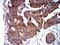 Tripartite Motif Containing 25 antibody, NBP2-61814, Novus Biologicals, Immunohistochemistry paraffin image 