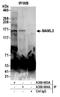 Mastermind Like Transcriptional Coactivator 3 antibody, A300-683A, Bethyl Labs, Immunoprecipitation image 