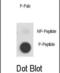 c-met antibody, abx031879, Abbexa, Dot Blot image 