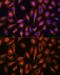 Spectrin alpha chain, brain antibody, GTX66033, GeneTex, Immunocytochemistry image 