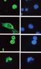 Lymphoid Enhancer Binding Factor 1 antibody, orb108656, Biorbyt, Immunocytochemistry image 