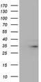 Tryptase Gamma 1 antibody, TA504030, Origene, Western Blot image 