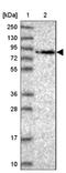 WD Repeat Domain 70 antibody, NBP2-48892, Novus Biologicals, Western Blot image 