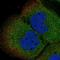 O-GlcNAcase antibody, HPA076501, Atlas Antibodies, Immunocytochemistry image 