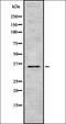 Taste 2 Receptor Member 9 antibody, orb336458, Biorbyt, Western Blot image 