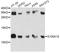 S100 Calcium Binding Protein A10 antibody, LS-C749651, Lifespan Biosciences, Western Blot image 