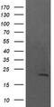 NF-kappa-B inhibitor-interacting Ras-like protein 1 antibody, CF505497, Origene, Western Blot image 