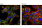 Fragile X Mental Retardation 1 antibody, 7104S, Cell Signaling Technology, Immunocytochemistry image 