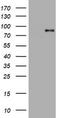 Actin Filament Associated Protein 1 antibody, TA802342S, Origene, Western Blot image 