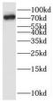 BUD13 Homolog antibody, FNab00990, FineTest, Western Blot image 