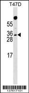 Rhox Homeobox Family Member 1 antibody, 59-315, ProSci, Western Blot image 