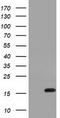 Interleukin-36 alpha antibody, CF501459, Origene, Western Blot image 