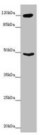 Inositol Polyphosphate-4-Phosphatase Type I A antibody, LS-C675903, Lifespan Biosciences, Western Blot image 