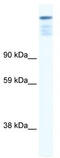 Zinc Finger Protein 106 antibody, TA333704, Origene, Western Blot image 