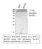 Protein Tyrosine Kinase 2 antibody, STJ90899, St John