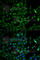 Triosephosphate Isomerase 1 antibody, A2579, ABclonal Technology, Immunofluorescence image 