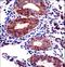 Jade Family PHD Finger 3 antibody, LS-C158587, Lifespan Biosciences, Immunohistochemistry paraffin image 