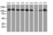 Histone Deacetylase 6 antibody, MA5-25326, Invitrogen Antibodies, Western Blot image 