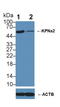 Karyopherin Subunit Alpha 2 antibody, LS-C294984, Lifespan Biosciences, Western Blot image 