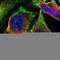 Protein NOV homolog antibody, HPA019684, Atlas Antibodies, Immunocytochemistry image 