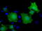 MOB Kinase Activator 3B antibody, LS-C115532, Lifespan Biosciences, Immunofluorescence image 