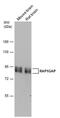 RAP1 GTPase Activating Protein antibody, PA5-78146, Invitrogen Antibodies, Western Blot image 