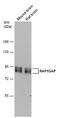 RAP1 GTPase Activating Protein antibody, PA5-78146, Invitrogen Antibodies, Western Blot image 