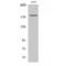 EGFR antibody, LS-C381158, Lifespan Biosciences, Western Blot image 