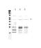 Phosphatase And Tensin Homolog antibody, A00006-1, Boster Biological Technology, Western Blot image 