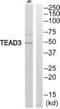 TEA Domain Transcription Factor 3 antibody, PA5-39575, Invitrogen Antibodies, Western Blot image 