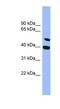 WD40 repeat-containing protein SMU1 antibody, NBP1-56881, Novus Biologicals, Western Blot image 