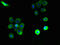 Platelet-activating factor receptor antibody, CSB-PA018946LA01HU, Cusabio, Immunofluorescence image 
