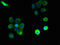 Platelet Activating Factor Receptor antibody, CSB-PA018946LA01HU, Cusabio, Immunofluorescence image 