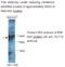 Kruppel Like Factor 15 antibody, MBS415893, MyBioSource, Western Blot image 