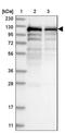 Spliceosome Associated Factor 1, Recruiter Of U4/U6.U5 Tri-SnRNP antibody, NBP1-89023, Novus Biologicals, Western Blot image 