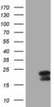 Methylmalonyl-CoA epimerase, mitochondrial antibody, MA5-27014, Invitrogen Antibodies, Western Blot image 