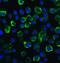 Tyrosine Kinase 2 antibody, GTX31515, GeneTex, Immunofluorescence image 