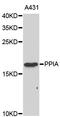 Peptidylprolyl Isomerase A antibody, abx127013, Abbexa, Western Blot image 