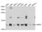 Small Nuclear Ribonucleoprotein Polypeptide E antibody, PA5-76746, Invitrogen Antibodies, Western Blot image 