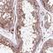 Spermatogenesis Associated Serine Rich 2 antibody, PA5-58477, Invitrogen Antibodies, Immunohistochemistry frozen image 