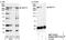 WD Repeat And FYVE Domain Containing 3 antibody, NBP1-03332, Novus Biologicals, Western Blot image 