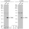 Paired Box 5 antibody, GTX133777, GeneTex, Western Blot image 