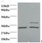 Lactate Dehydrogenase A antibody, LS-C211149, Lifespan Biosciences, Western Blot image 