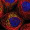 Spermatogenesis Associated 9 antibody, NBP1-83493, Novus Biologicals, Immunofluorescence image 