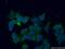 SEC22 Homolog B, Vesicle Trafficking Protein (Gene/Pseudogene) antibody, 14776-1-AP, Proteintech Group, Immunofluorescence image 