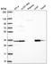 Transmembrane Protein 183A antibody, HPA072607, Atlas Antibodies, Western Blot image 